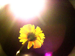 黄色い花。